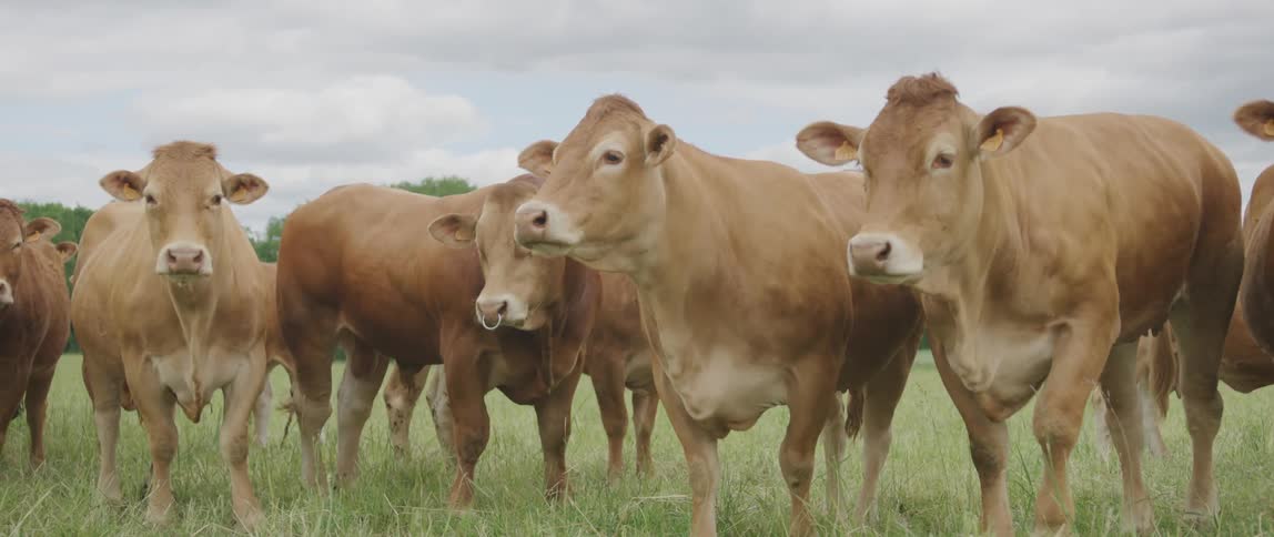 A herd of cows standing in a pasture