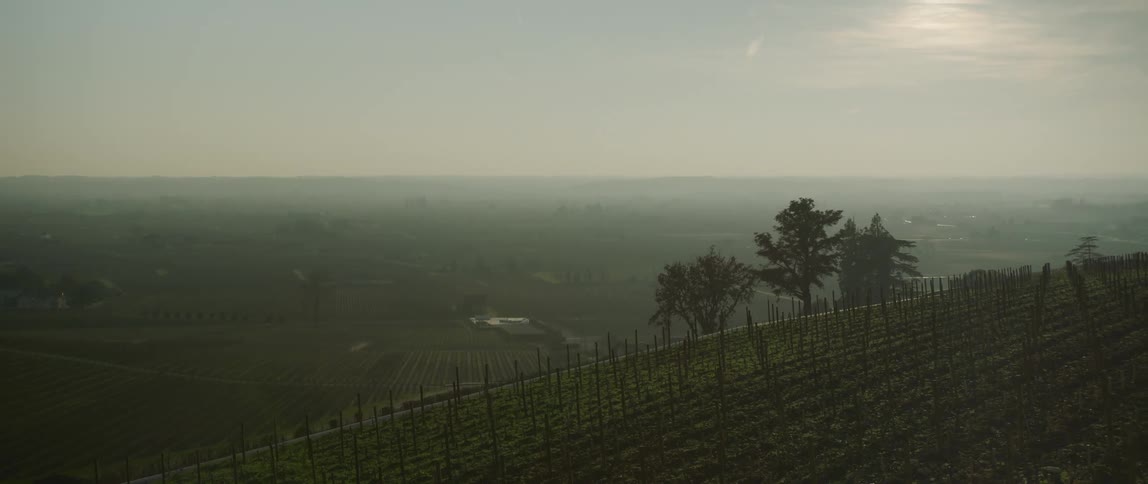 Serene footage of a vineyard in the hills close to the plains at morning