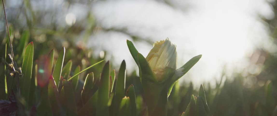 A flower blossoming outdoors