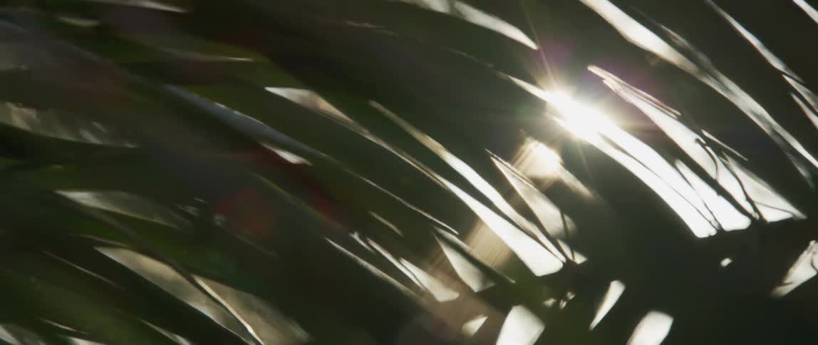 Close up of green leaves outside in the sunlight