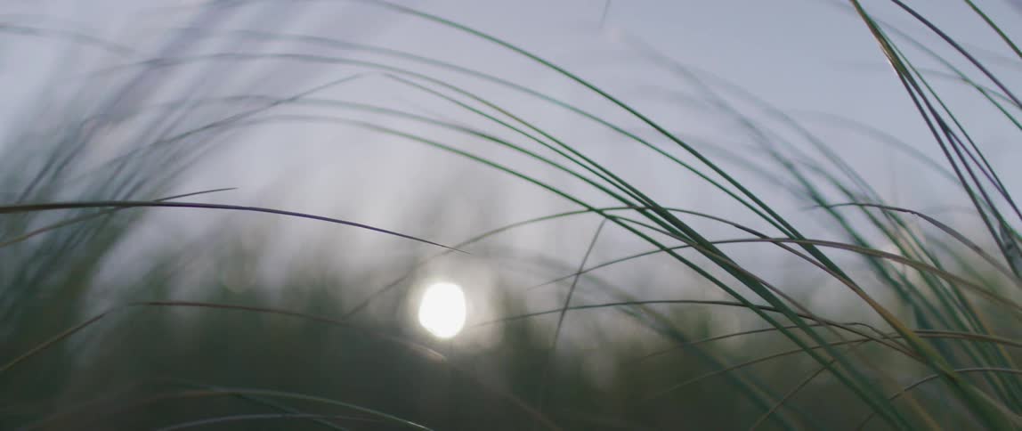 Tall weeds grow in a field