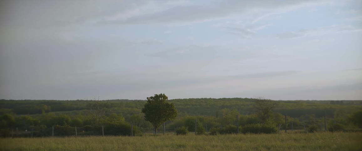 A fenced in area containing trees and bushes