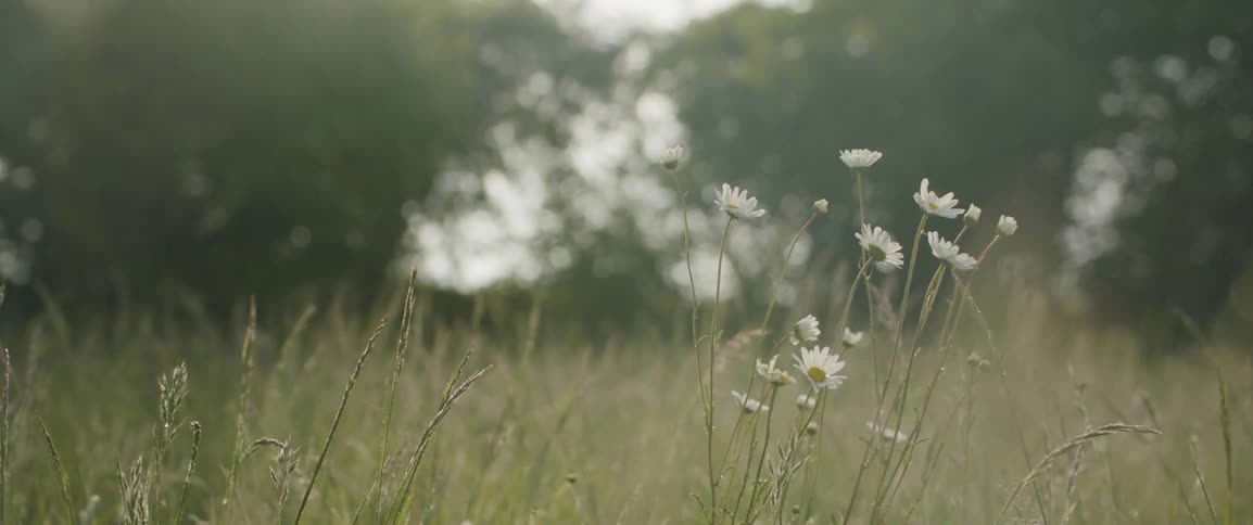 Wildflower sits among grass in field bordered by trees