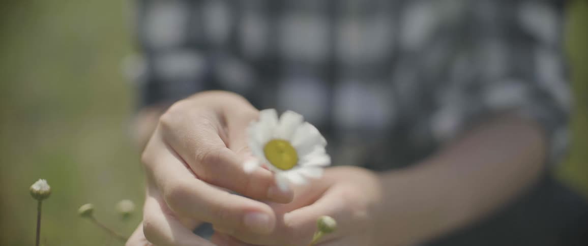 Person crouching in field examines wildflower