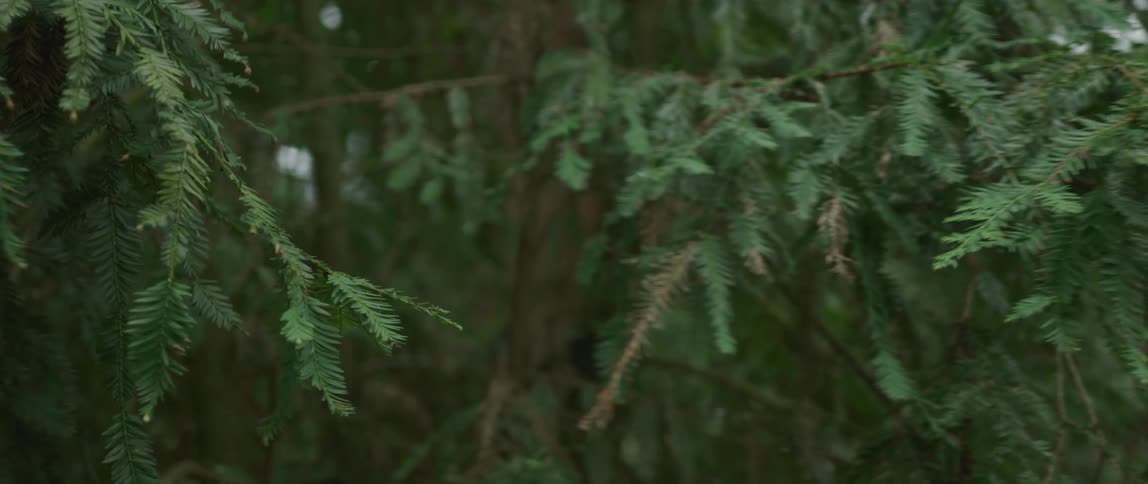 A woman runs her hand across tree branches in a forest