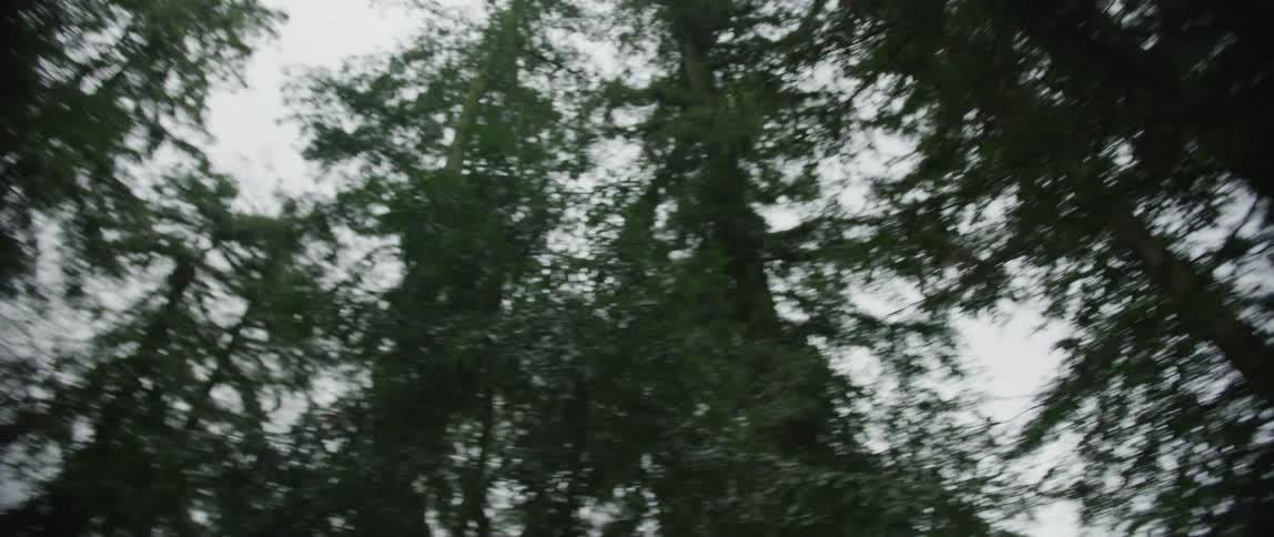 Tall trees in a forest on a cloudy day
