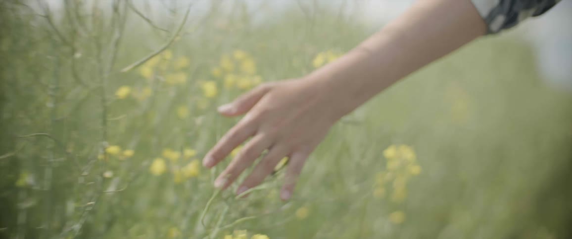 A child touching plants and flowers while walking through a field in summer