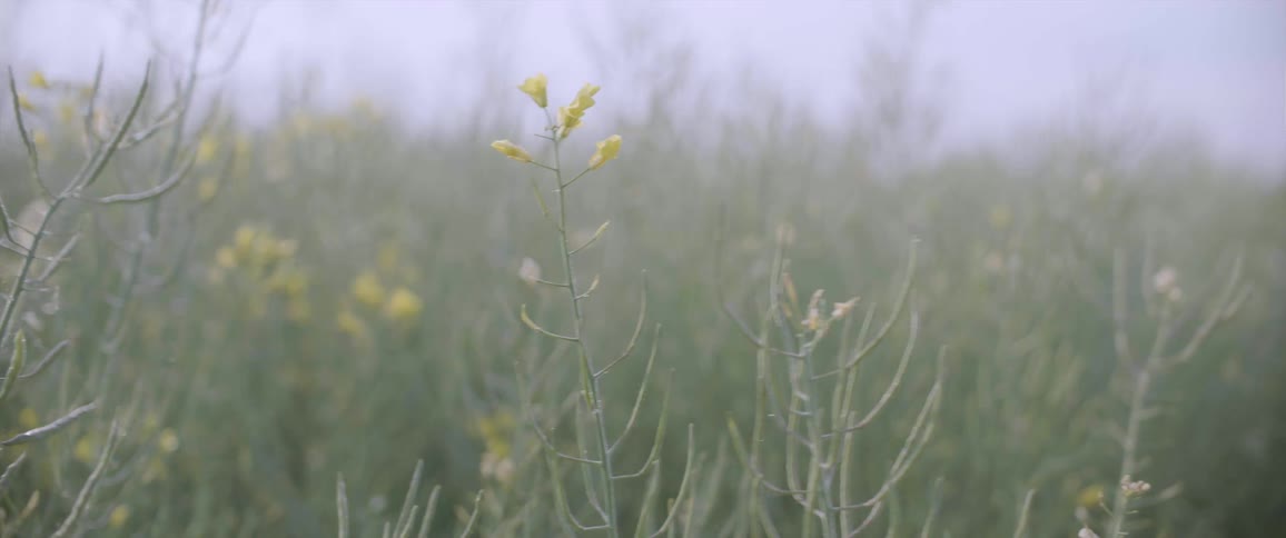 A plant with small flowers in a grassland during the day