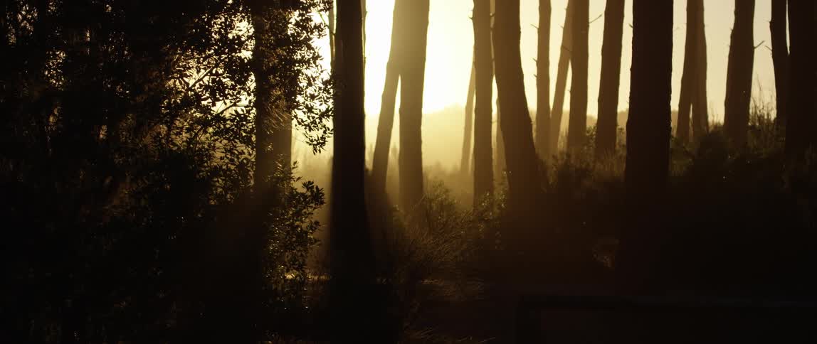 Silhouettes of trees in a forest as the sun shines though the fog