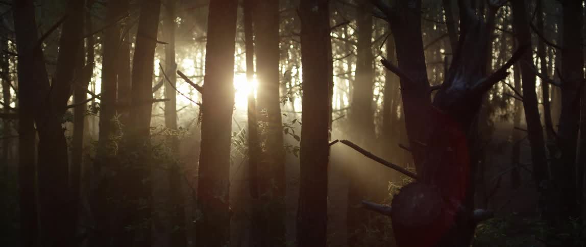 Sunlight shines through the densely packed trees of a misty forest