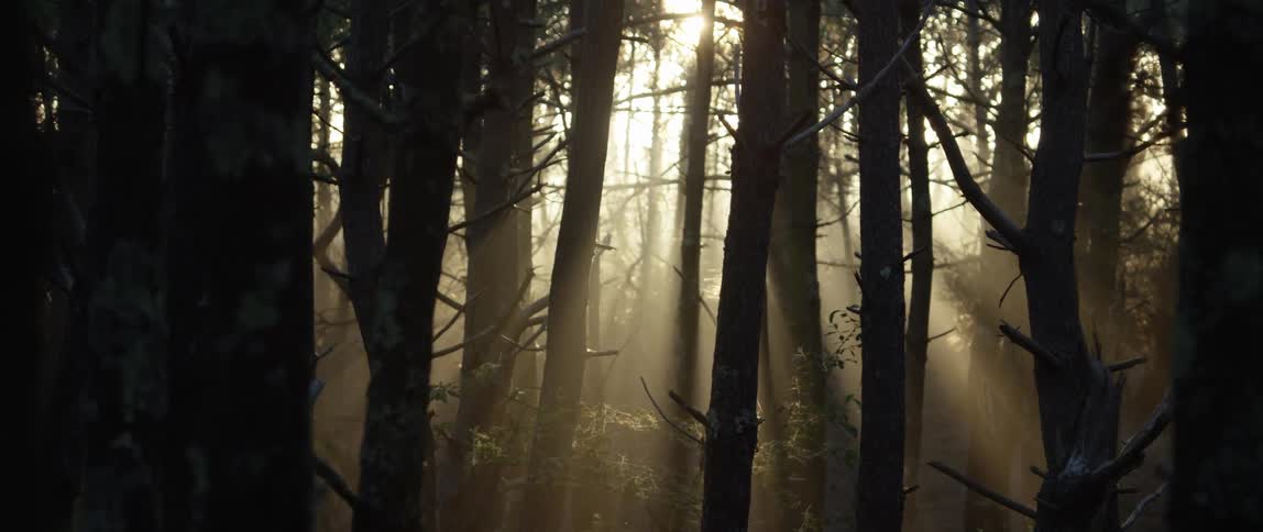 Fog fills woods as trees are silhouetted against sunlight