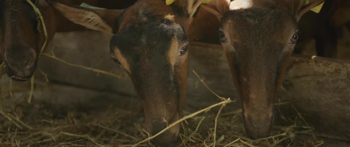 Animals graze on hay