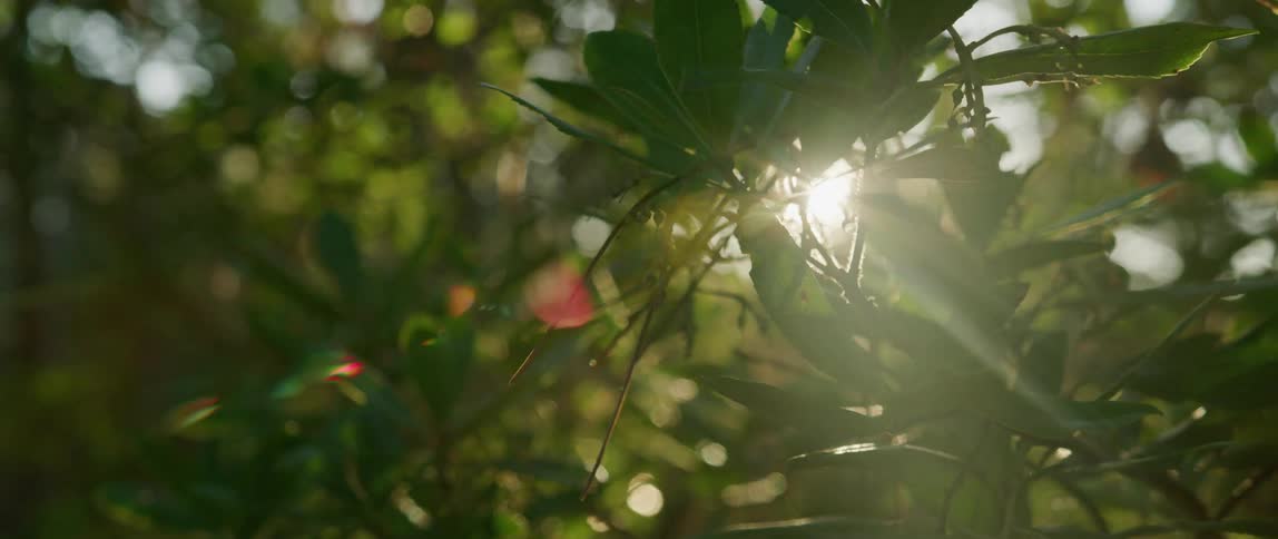 Morning sunlight filters through the leafs of a plant outdoors
