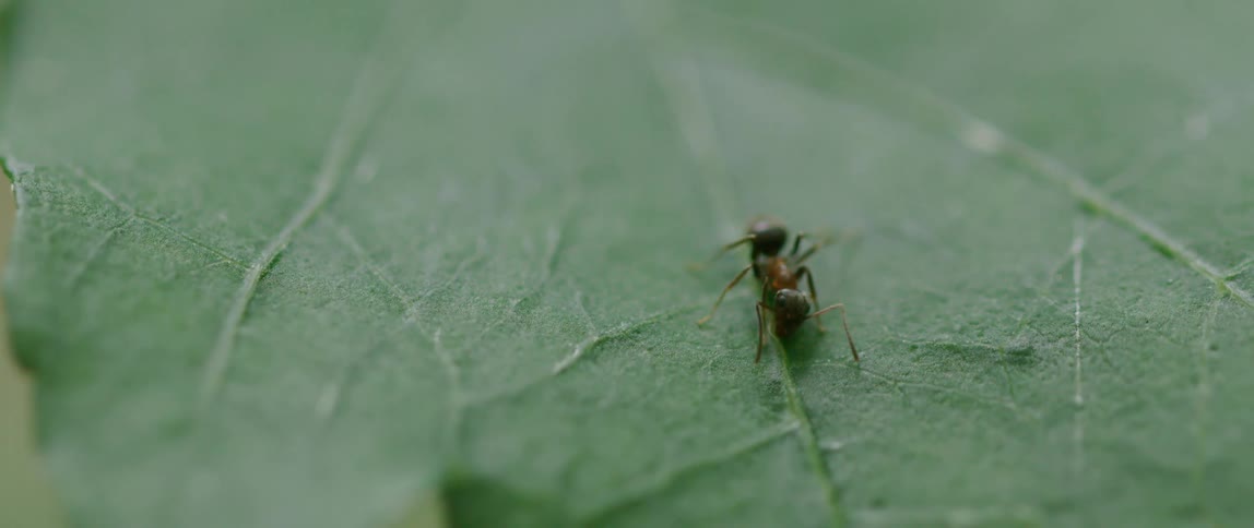 The ant is moving on the leaf