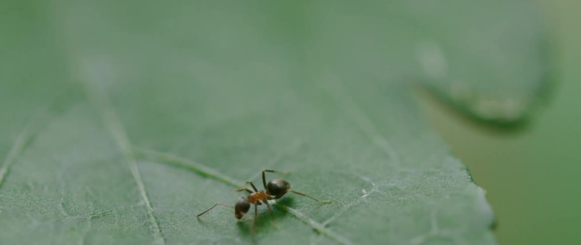 An ant climbs across a leaf