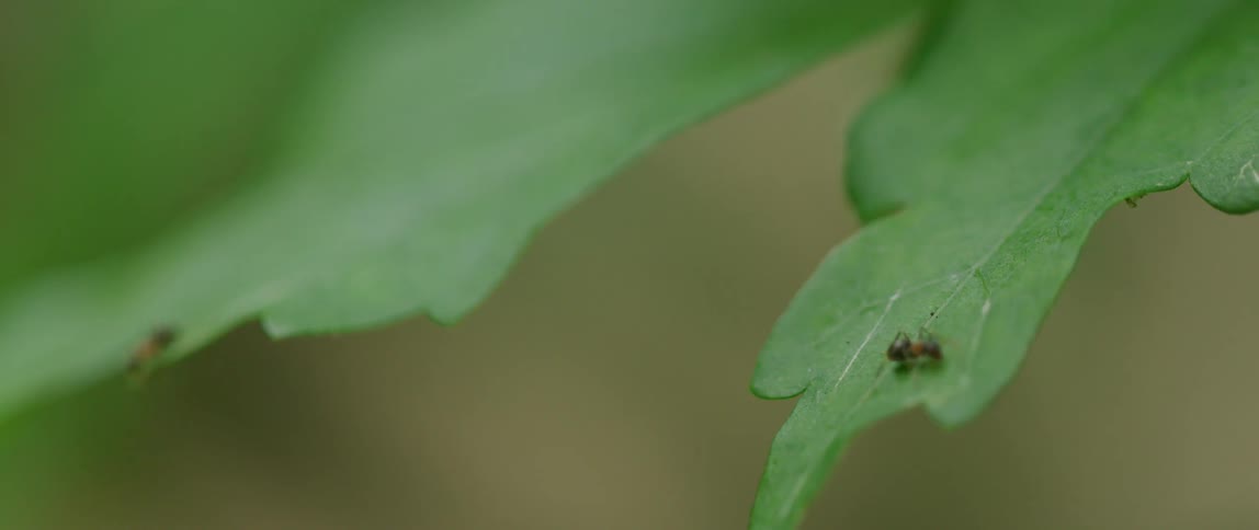 Red and black colored ants crawl along large plant leaves