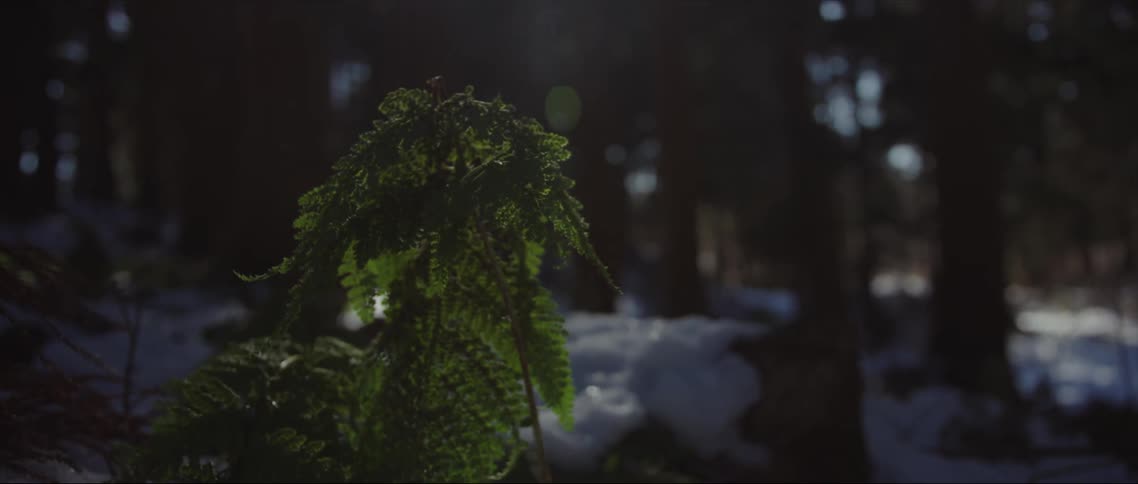 The leaves of a plant move in the breeze among trees in the woods with snow on the ground