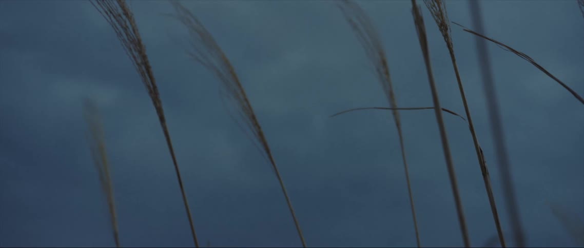 Tall grass plants with trees in the distance and storm clouds as dusk