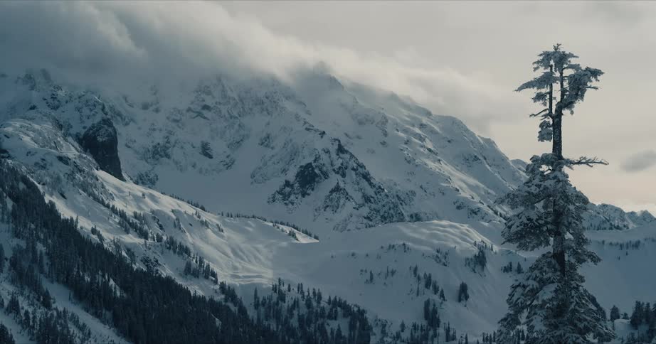 Snow covered trees and mountains in the sunlight