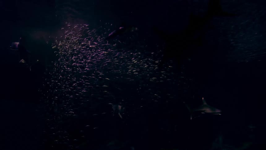 Sharks and fish swim in ocean water