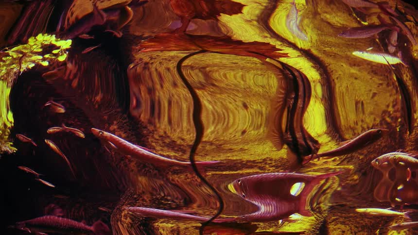 Image of fish bends and magnifies surreally