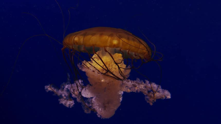 Pacific sea nettle swim in blue water
