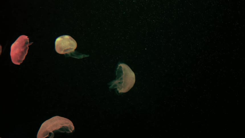 Jellyfish swimming under water