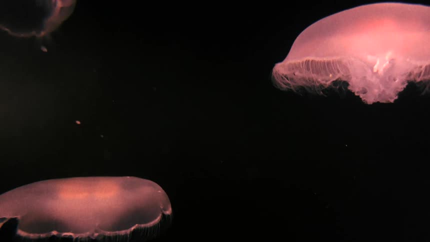 Jellyfish are swimming under the ocean water
