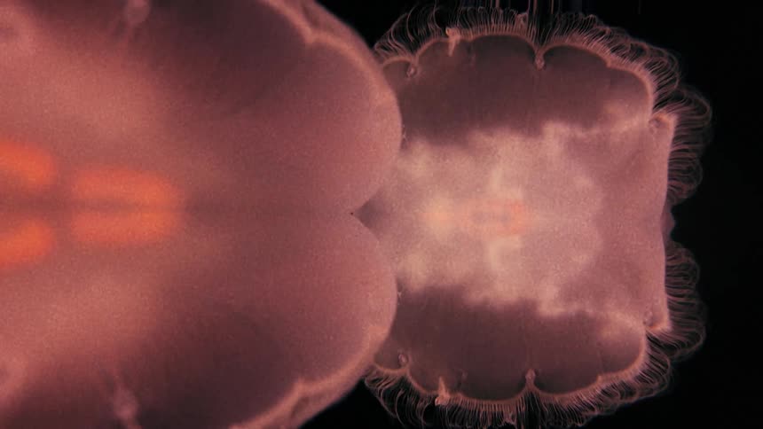 The jellyfish swim together