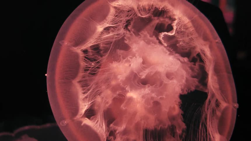 A jellyfish moves as it glows underwater in the darkness