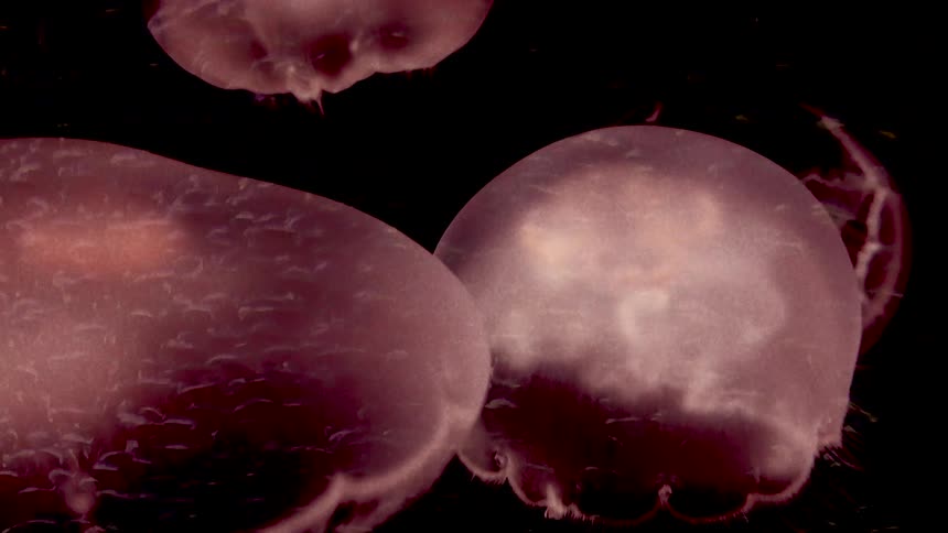 Jelly fish are swimming in the ocean water