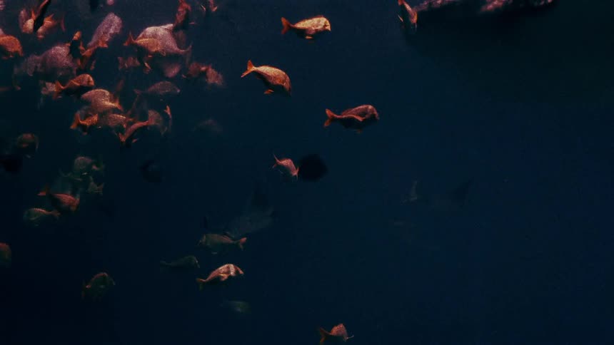 Fish are swimming in the ocean water