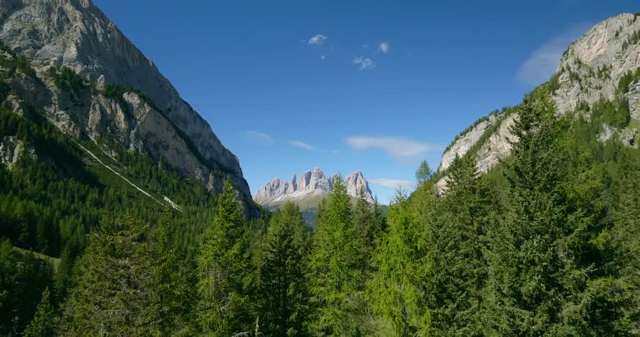 A forest at the base of a mountain range