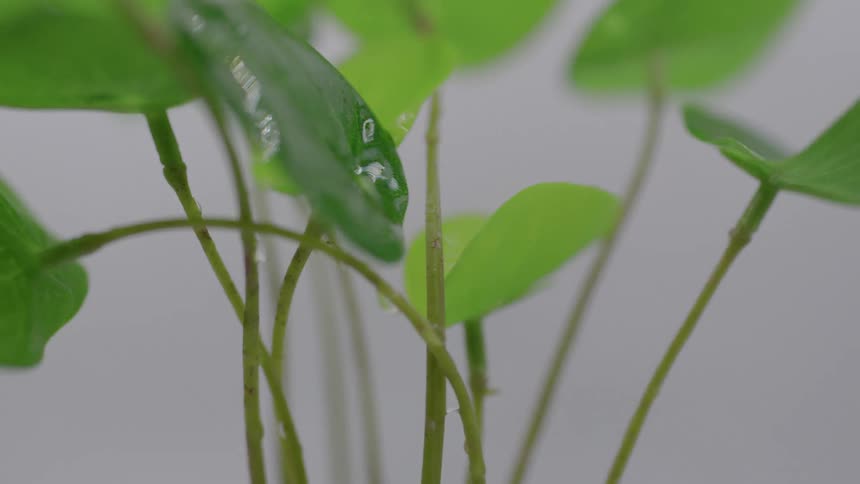 Close up of green houseplant leaves with dripping water