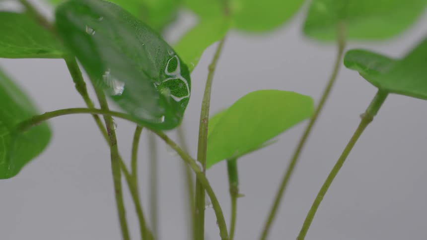 Close up view of droplets on leaves are displayed