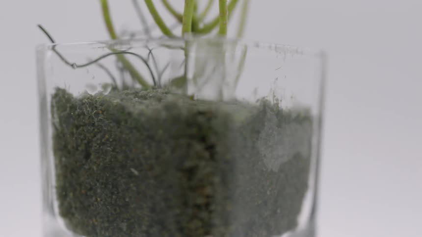 Close up of glass vase with houseplant