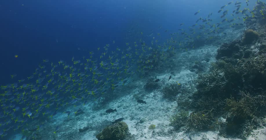 School of fish swims near seafloor in murky water