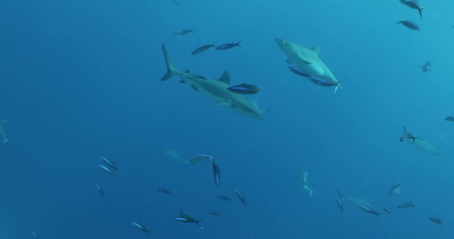 Fish and sharks swim in blue ocean water