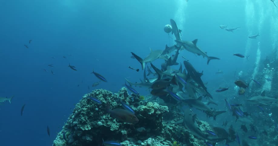 Sharks and other fish swim around buoy sitting near coral reef as bubbles rise from scuba divers nearby