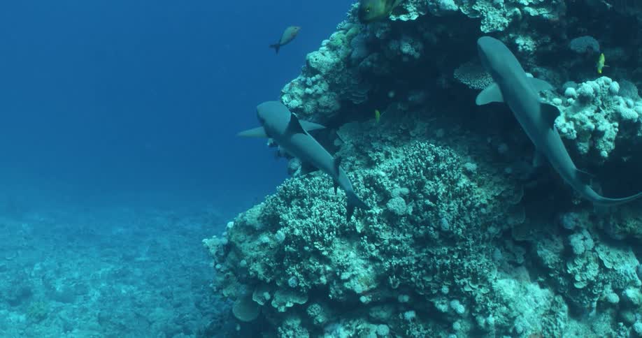 Shark and tropical fish swim in blue ocean