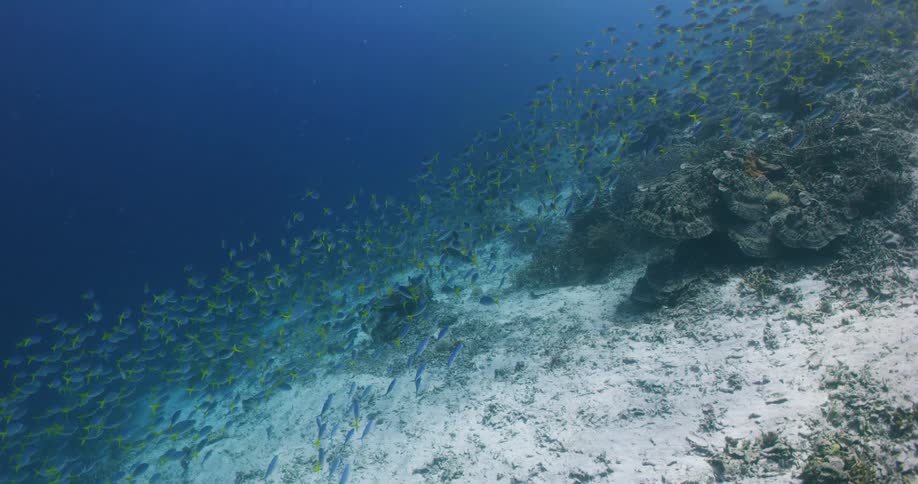 Schools of fish swimming near the sandy bottom of a deep blue sea