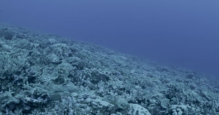 Landscape of coral reef on sea bottom