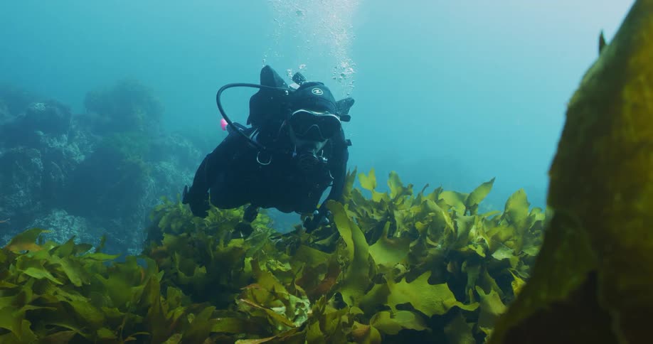 Diver with dive skins pink fins and oxygen tube swims underwater
