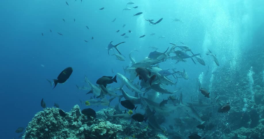 Fishing swimming under water in the ocean