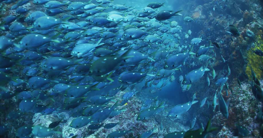School of fish swims in blue ocean water