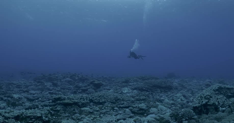 A diver under water with fish swimming
