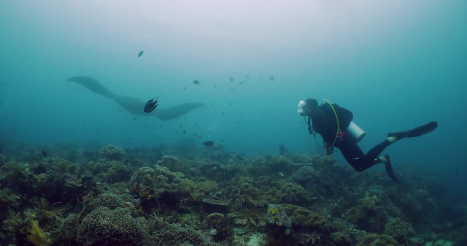 Scuba diver floats above reef as manta ray swims through murky water