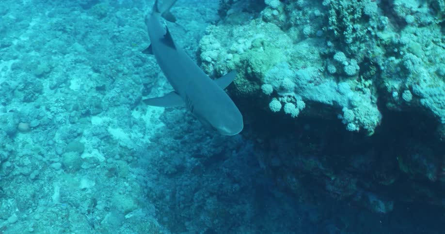 A dolphin swimming under water with other fish