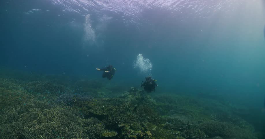 A pair of divers swim underwater near a coral reef during the day
