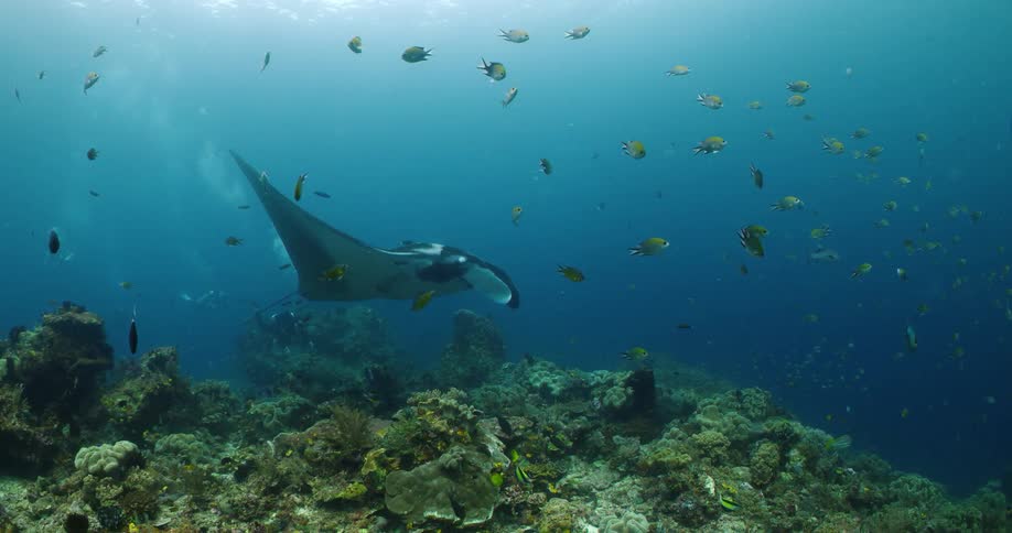 Scuba diver swims near manta ray floating over coral reef in murky water